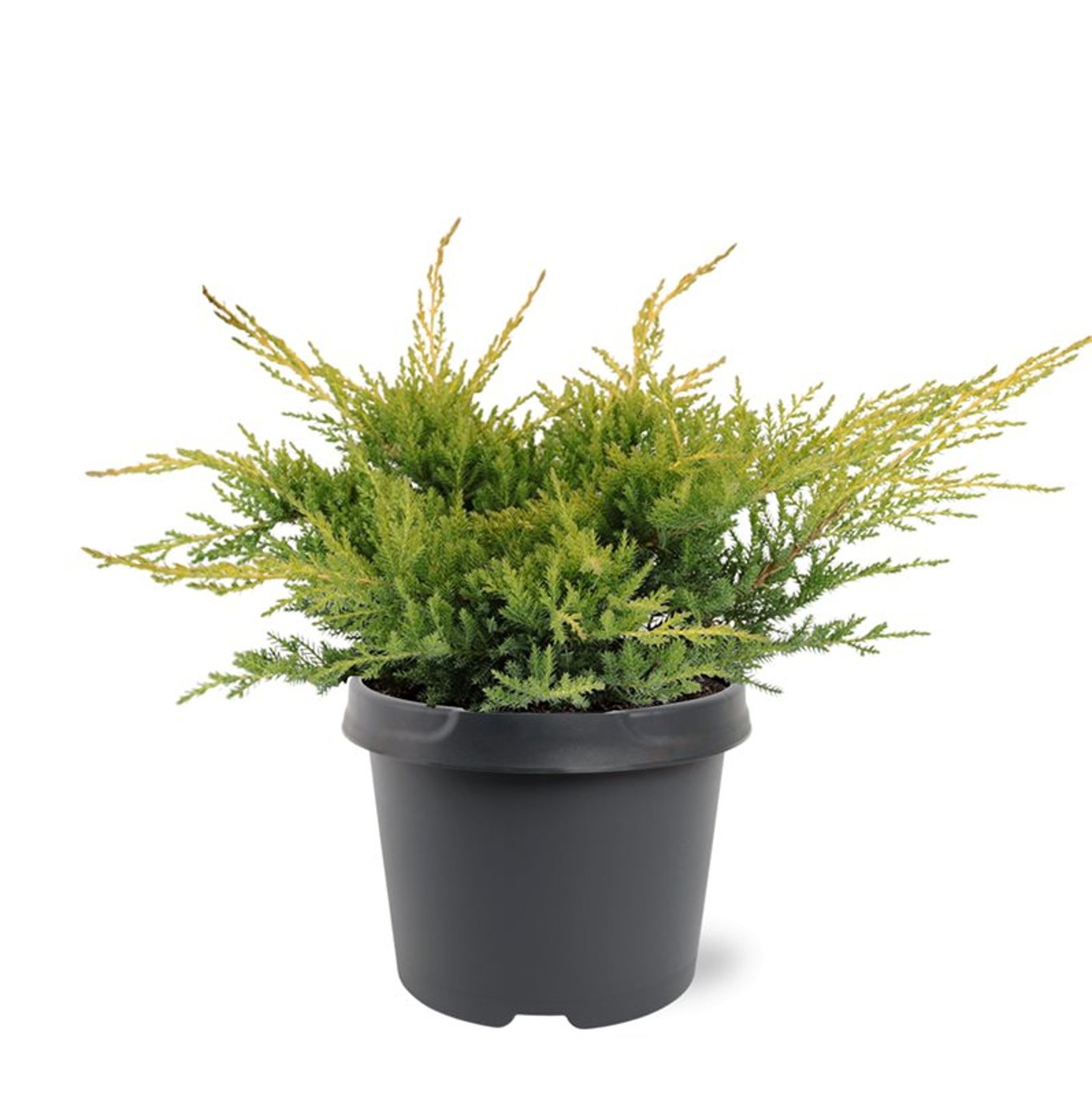 Juniperus pf. 'Gold Star' - C3 25-30 CM